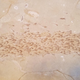 The remarkable fossil showing a school of fish in action.